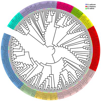 Genome-wide identification, characterization and expression analysis of the bZIP  transcription factors in garlic (Allium sativum L.)